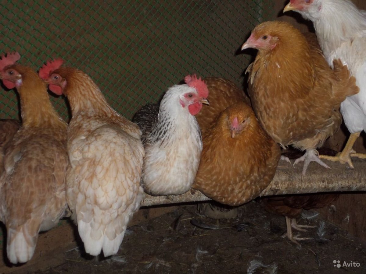 Куплю кур молодок несущие голубые яйца в Павлово на Оке