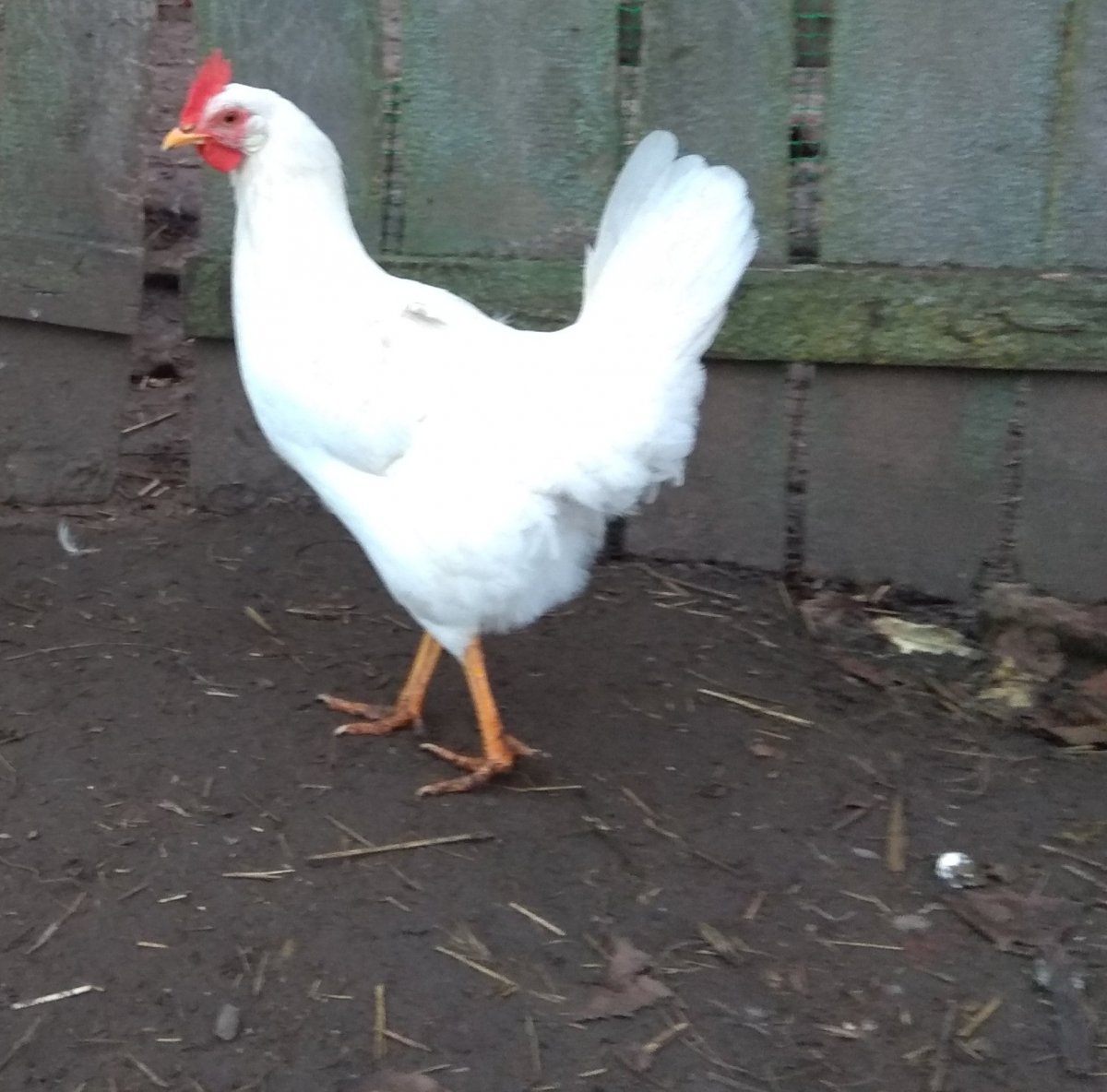 Леггорн Изабелла