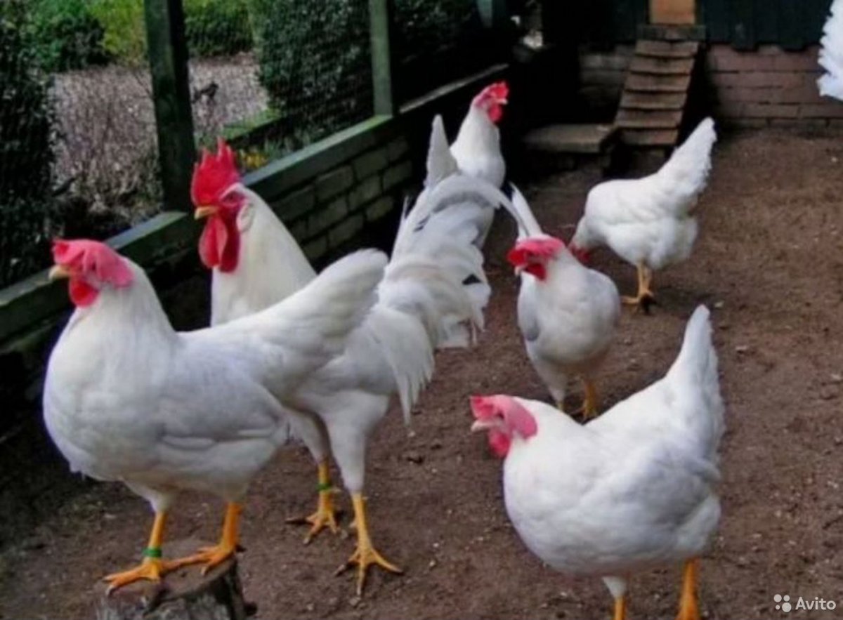 Куры белый Леггорн