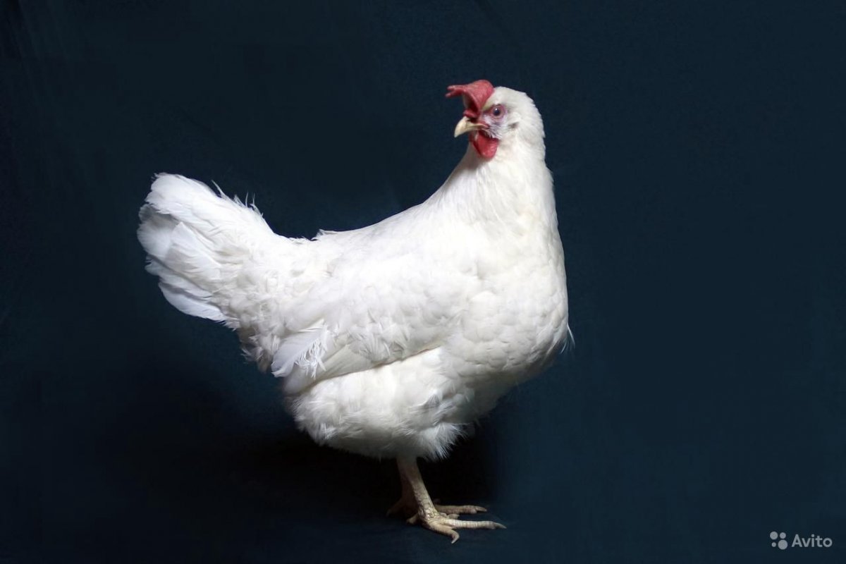 Куры несушки белые Леггорн