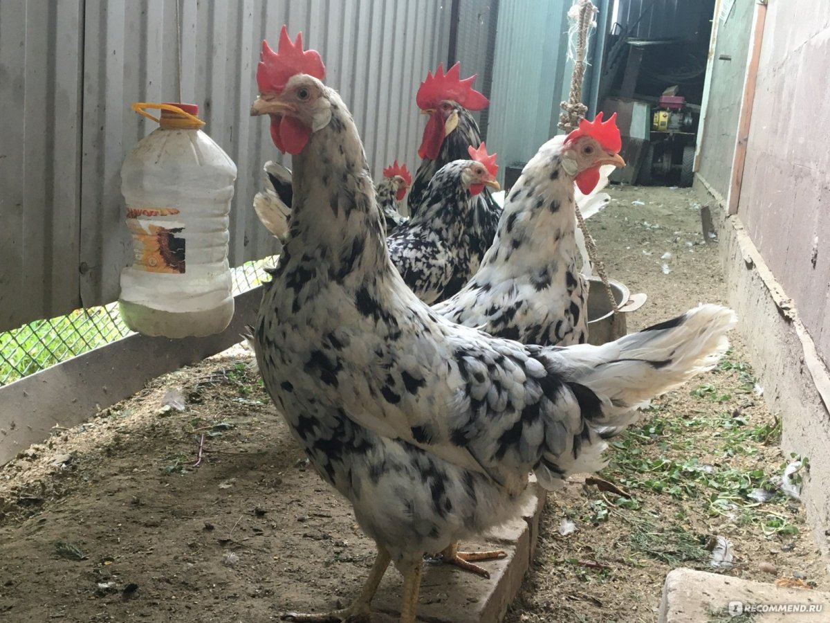 Леггорн голубой окаймленный