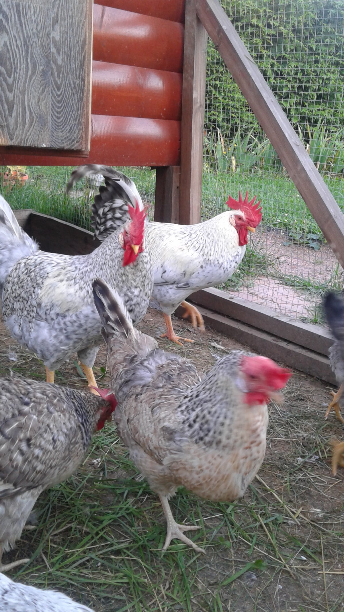 Куры бройлеры мастер грей