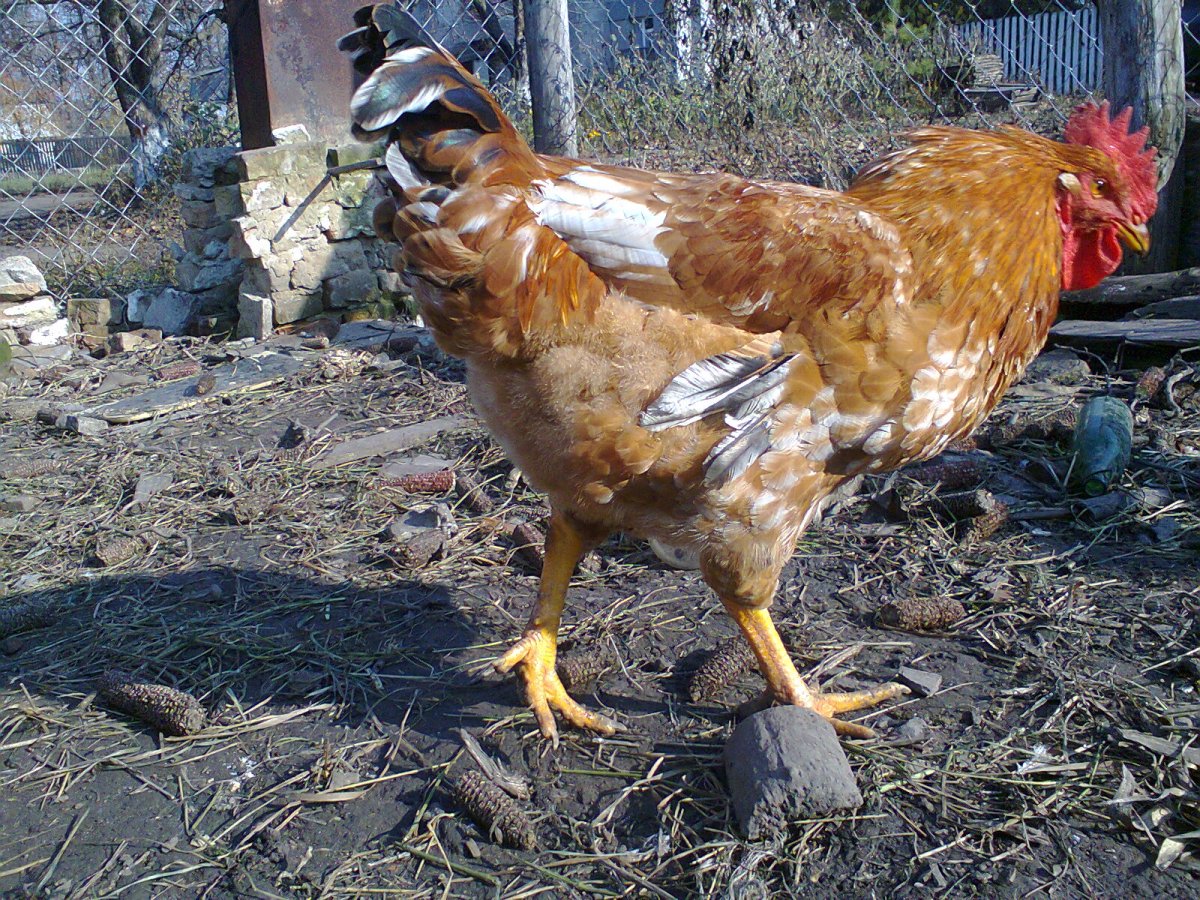 Куры породы Фокси Чик