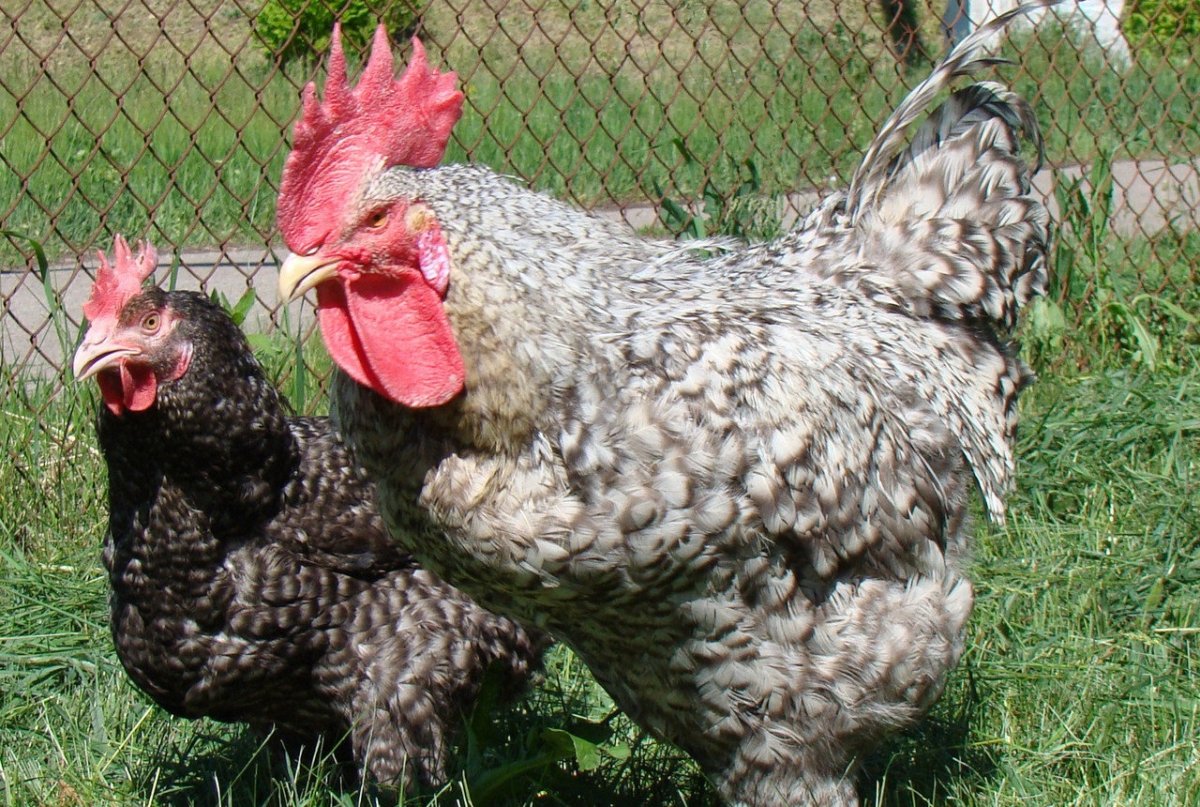 Мастер грей порода