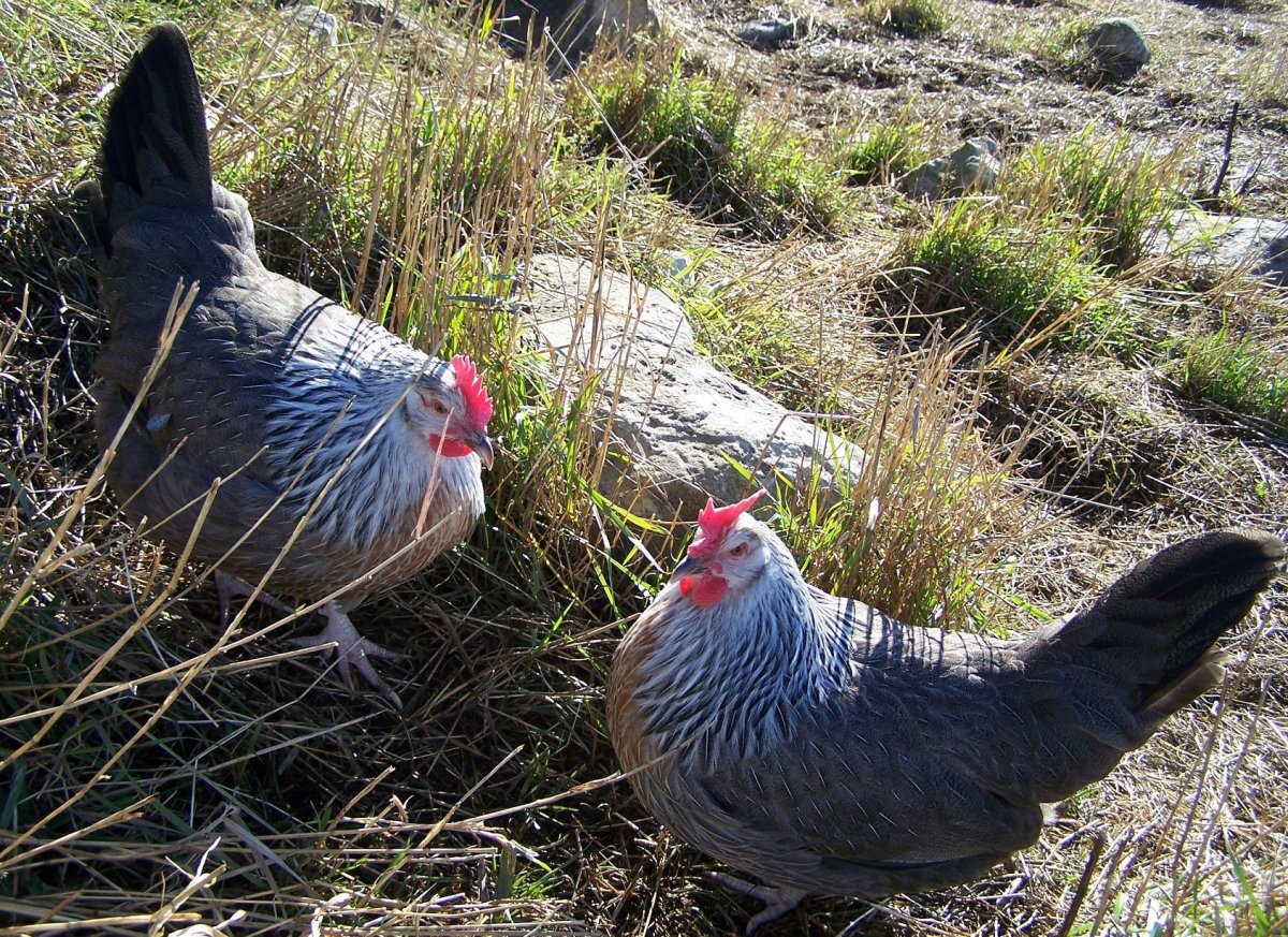 Шведский Блюмен порода кур