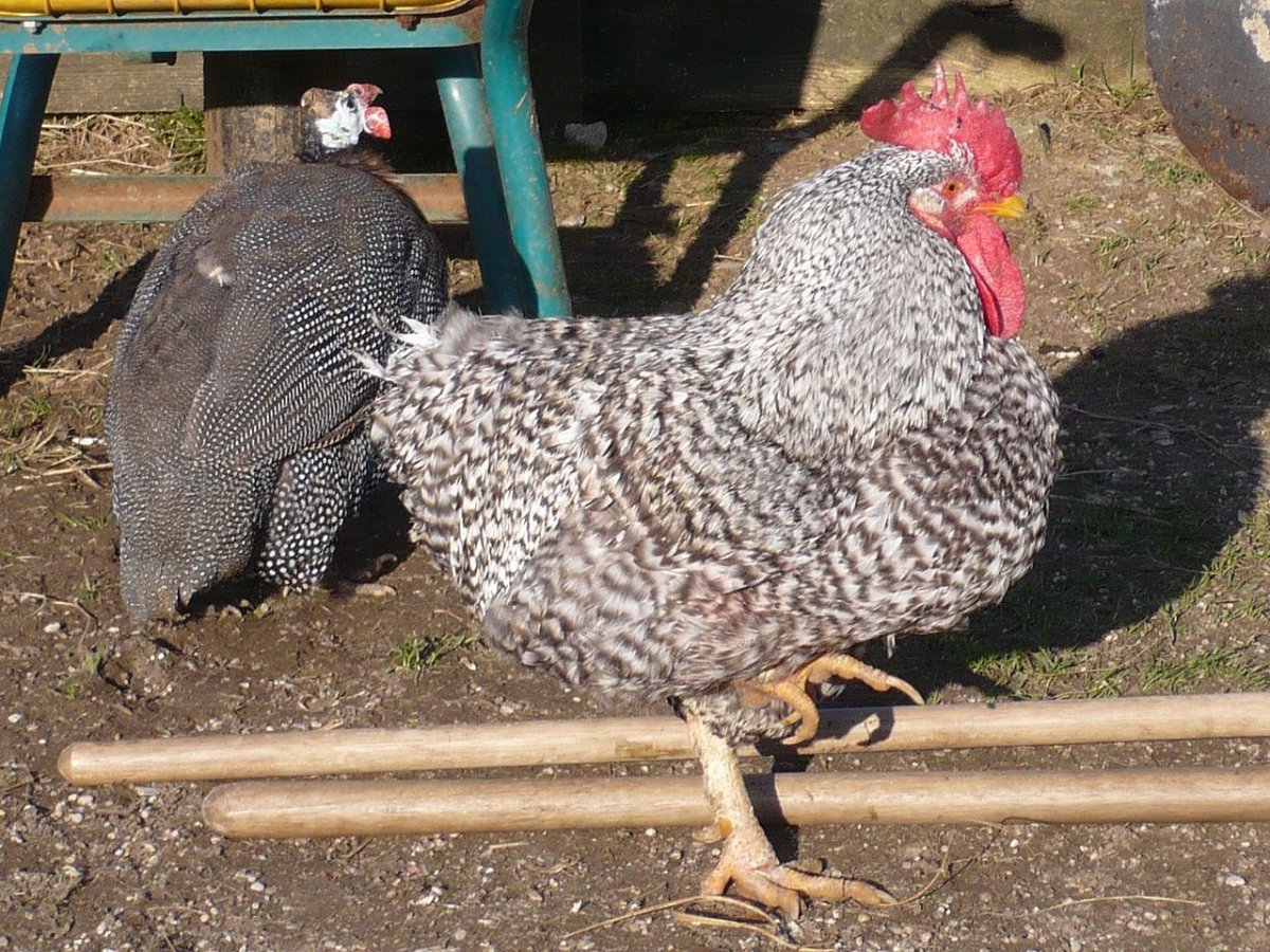 Кыргызская порода кур