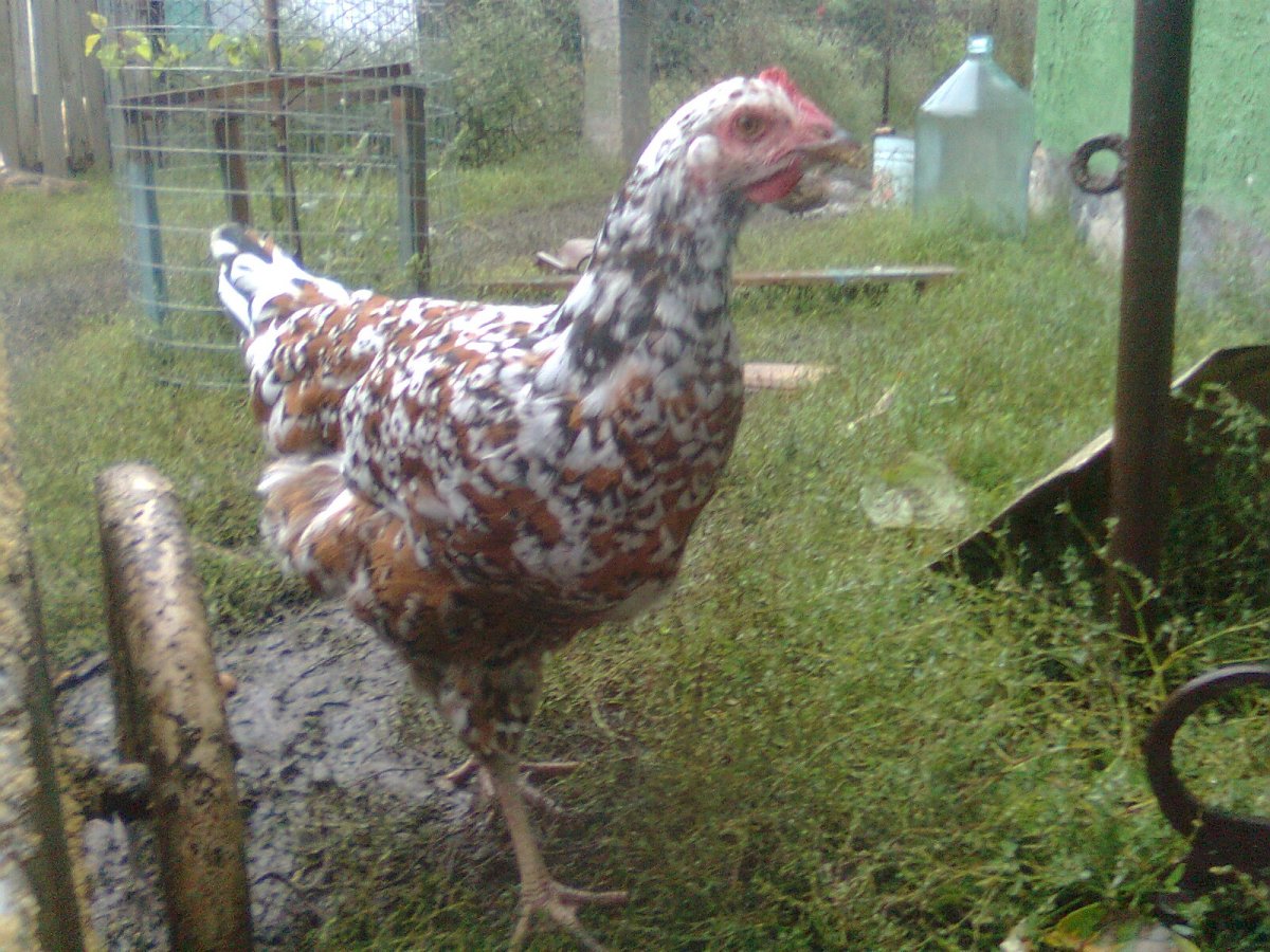 Гриз бар куры мастер грей