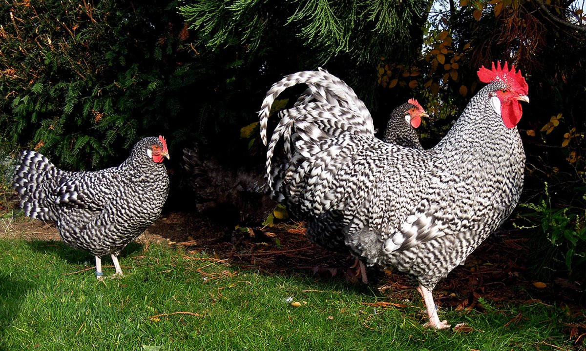 Расцветки кур