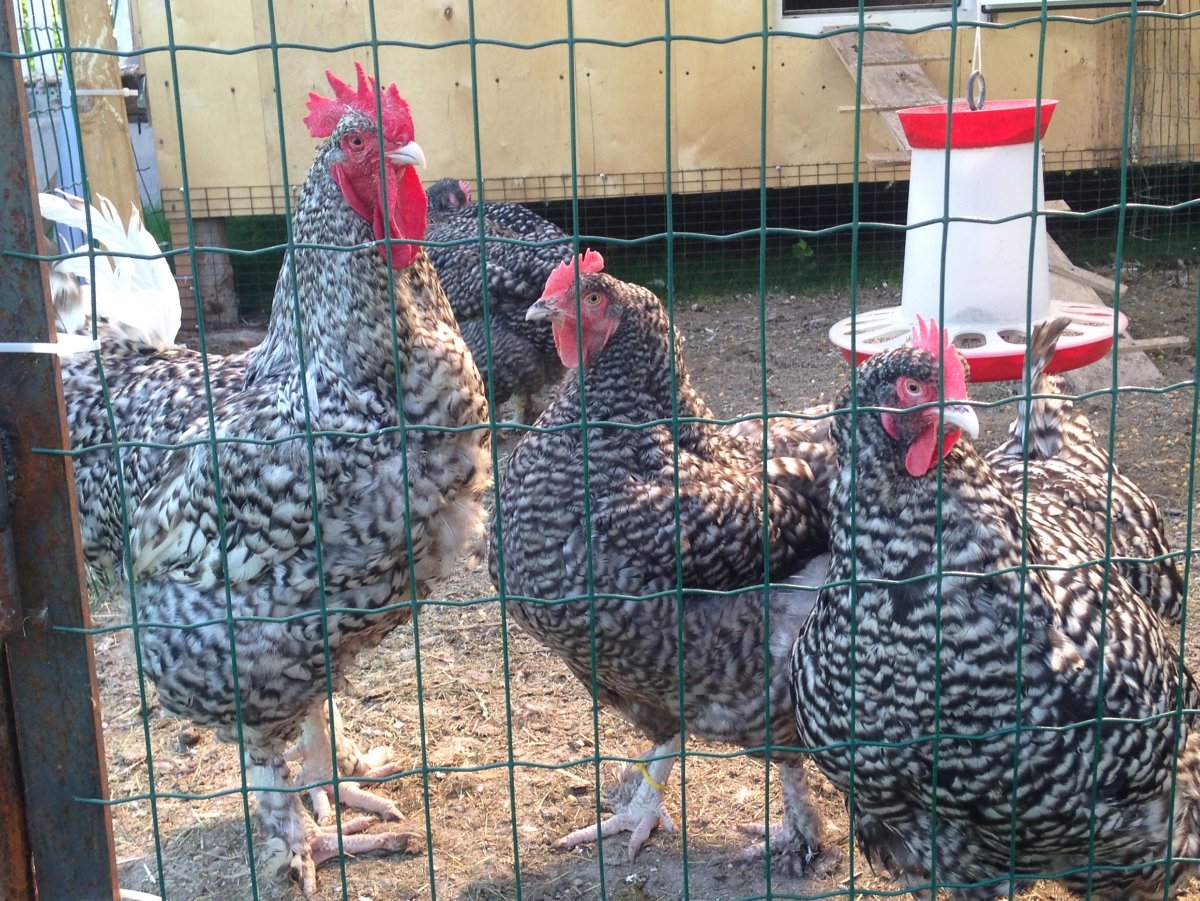 Рябые породы кур