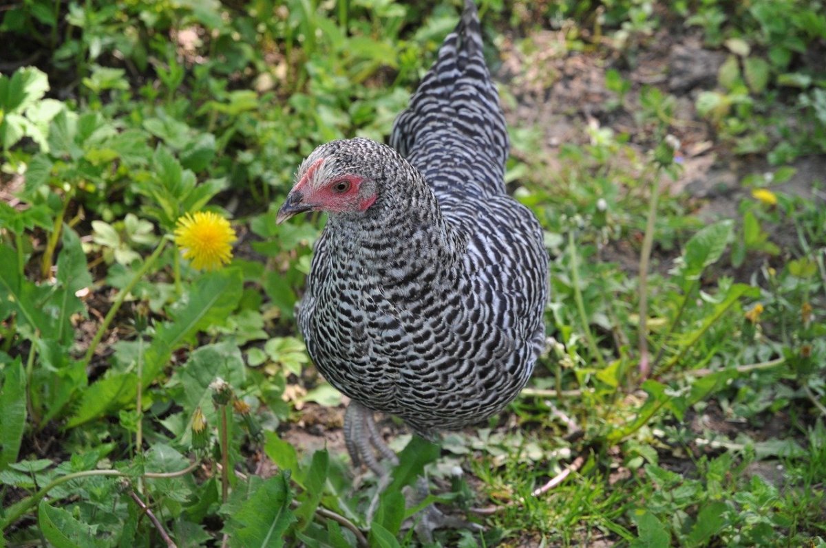 Порода кур Ломан грей