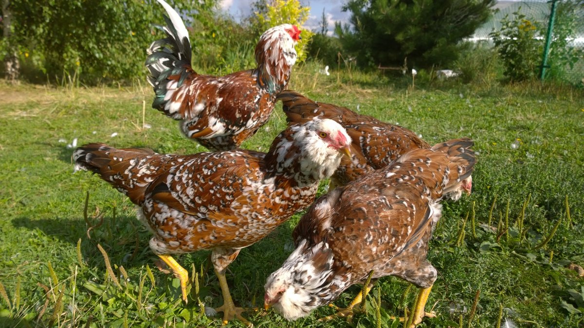 Первомайские куры