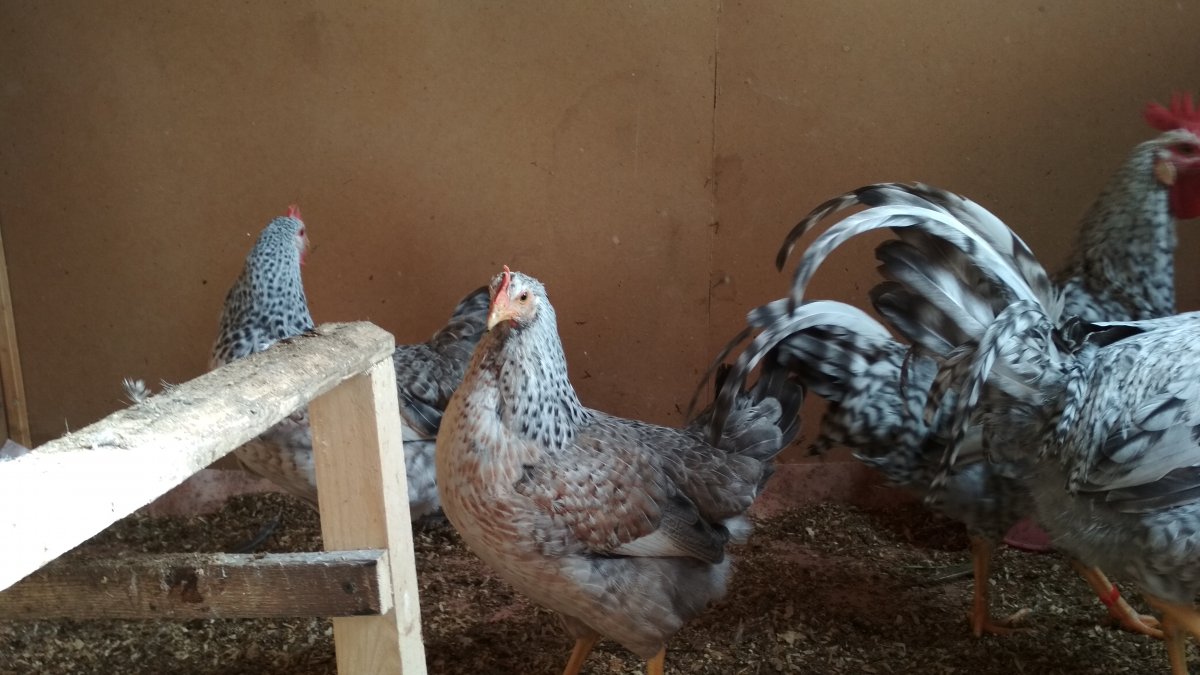 Борковская барвистая порода