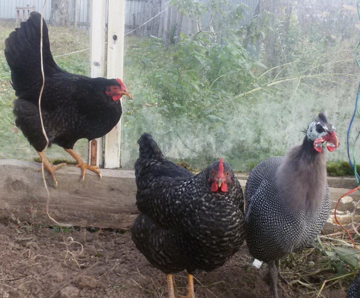 Делавэр порода кур