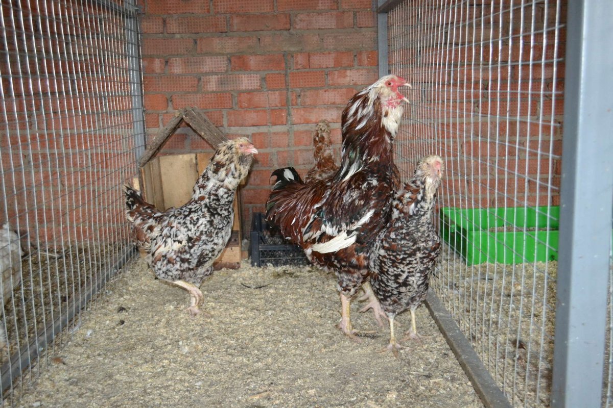 Царская птичка курица