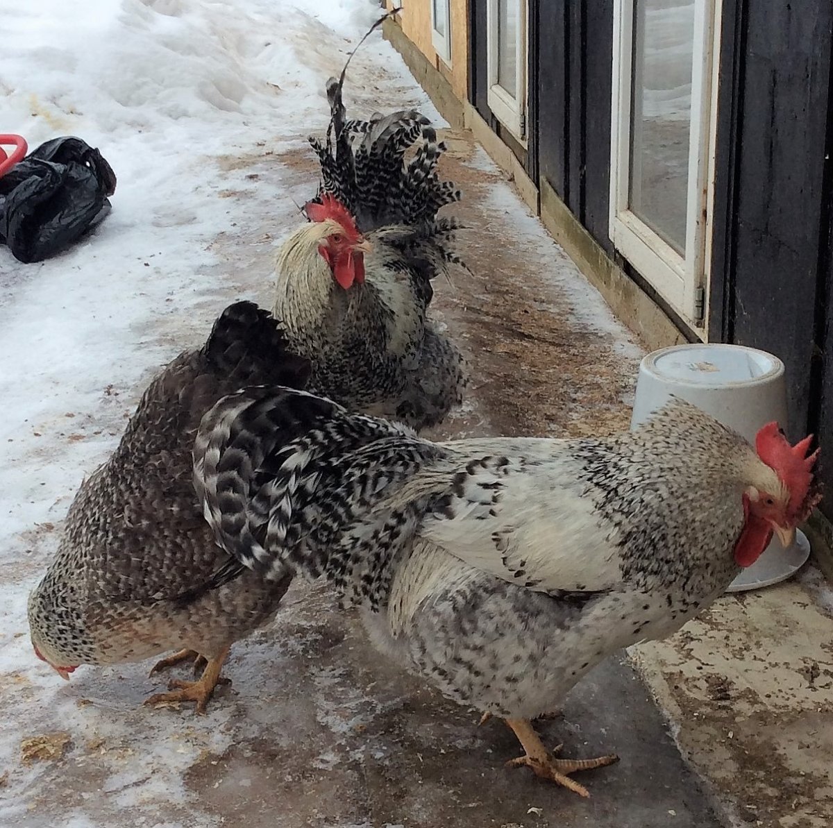 Куры мастер грей