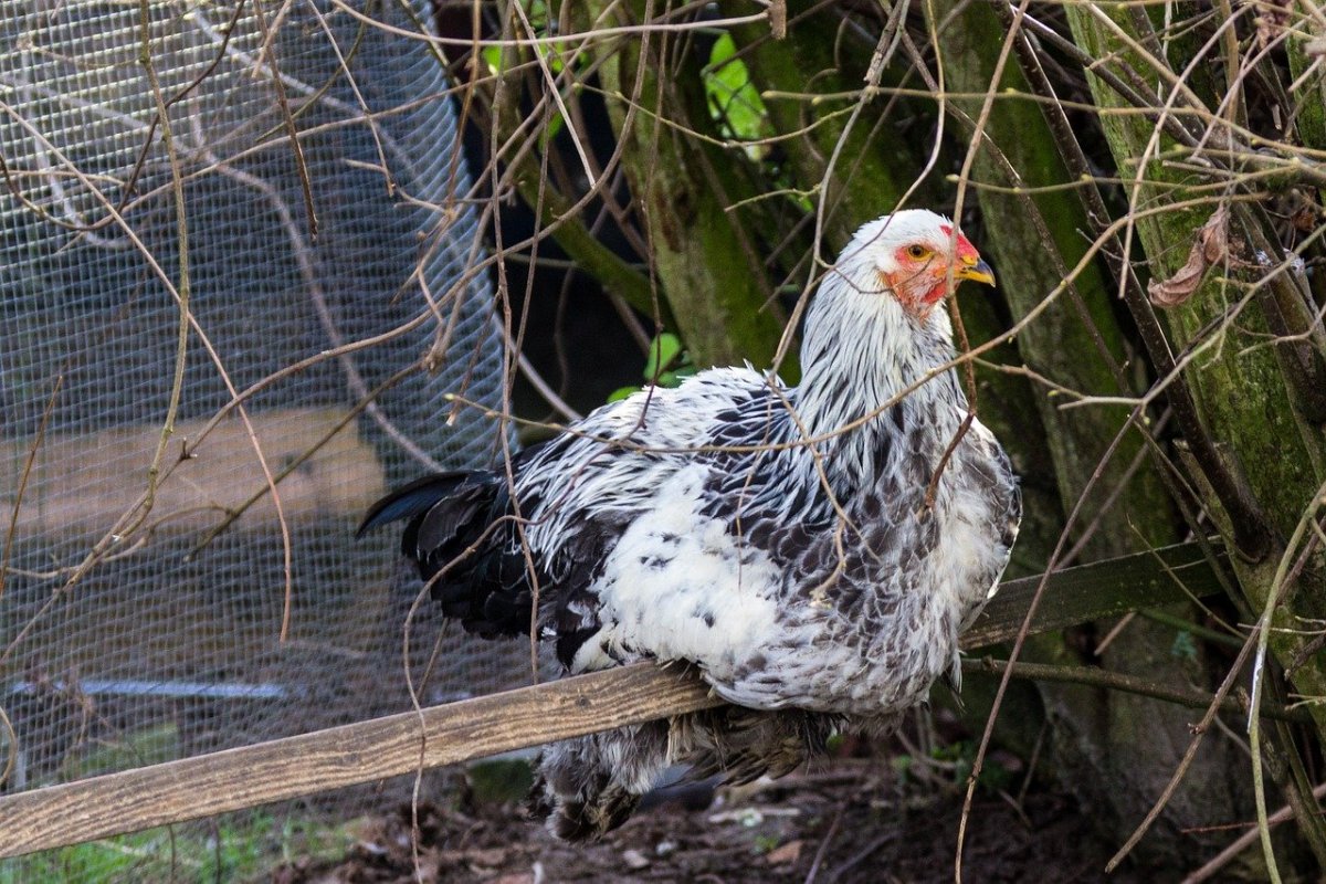 Птица мастер грей