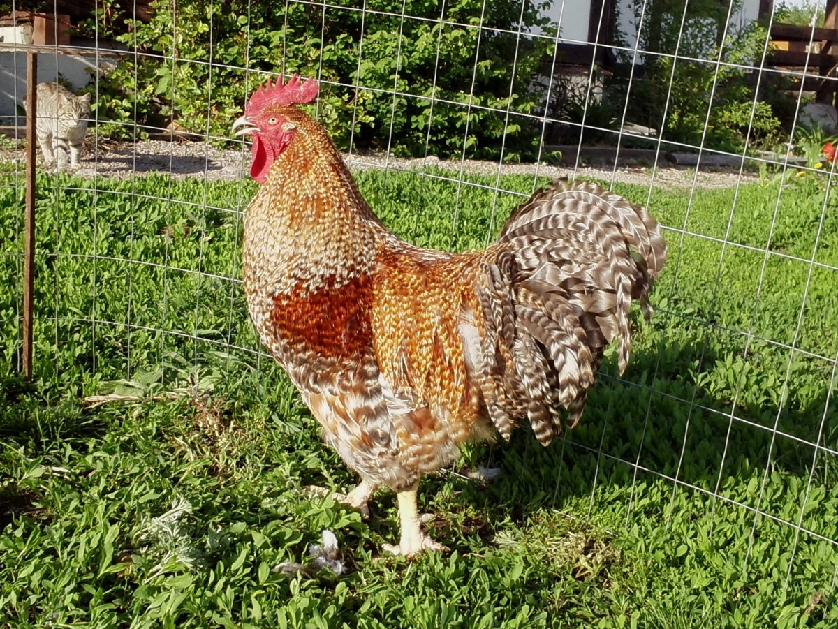 Петух мастер грей