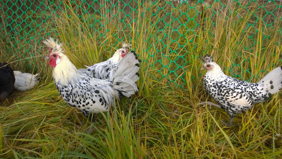 Ливенские ситцевые месячном возрасте фото