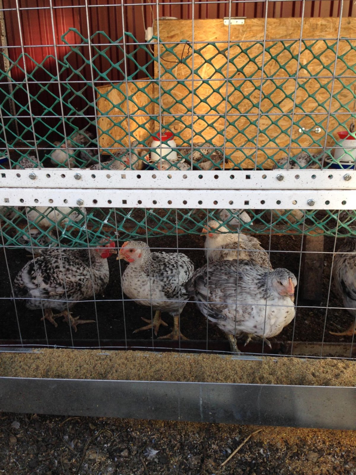 Света Птицевод