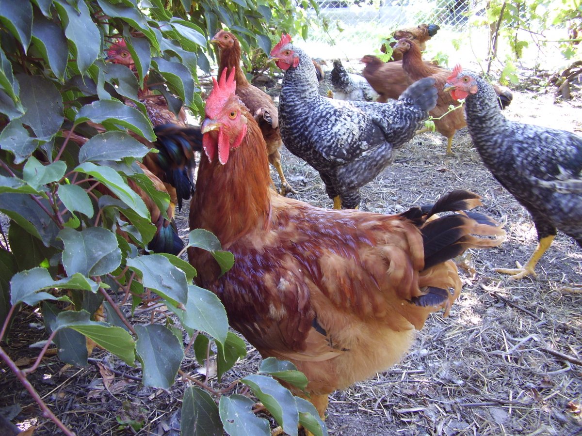 Мехеленская Кукушка редкие окрасы