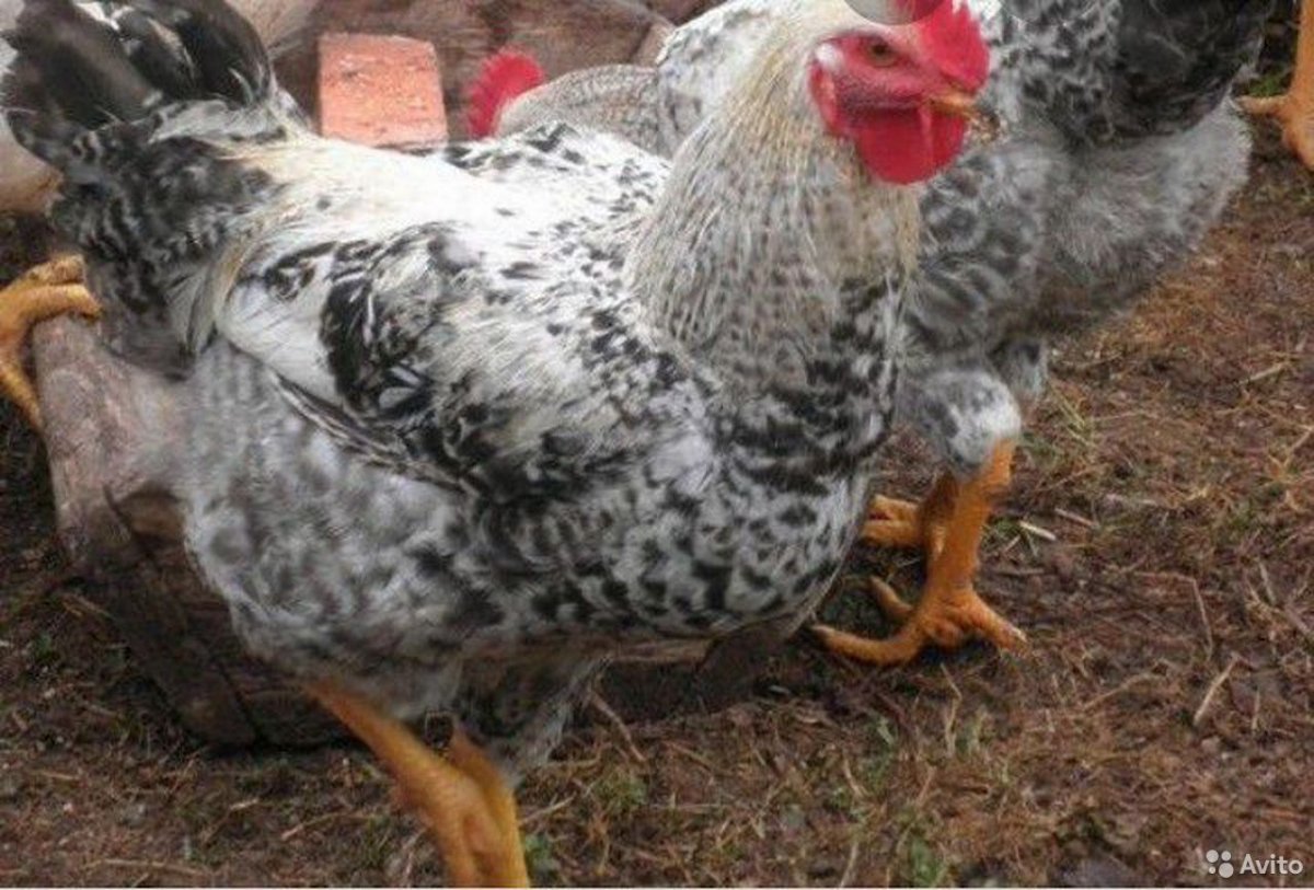 Мастер грей