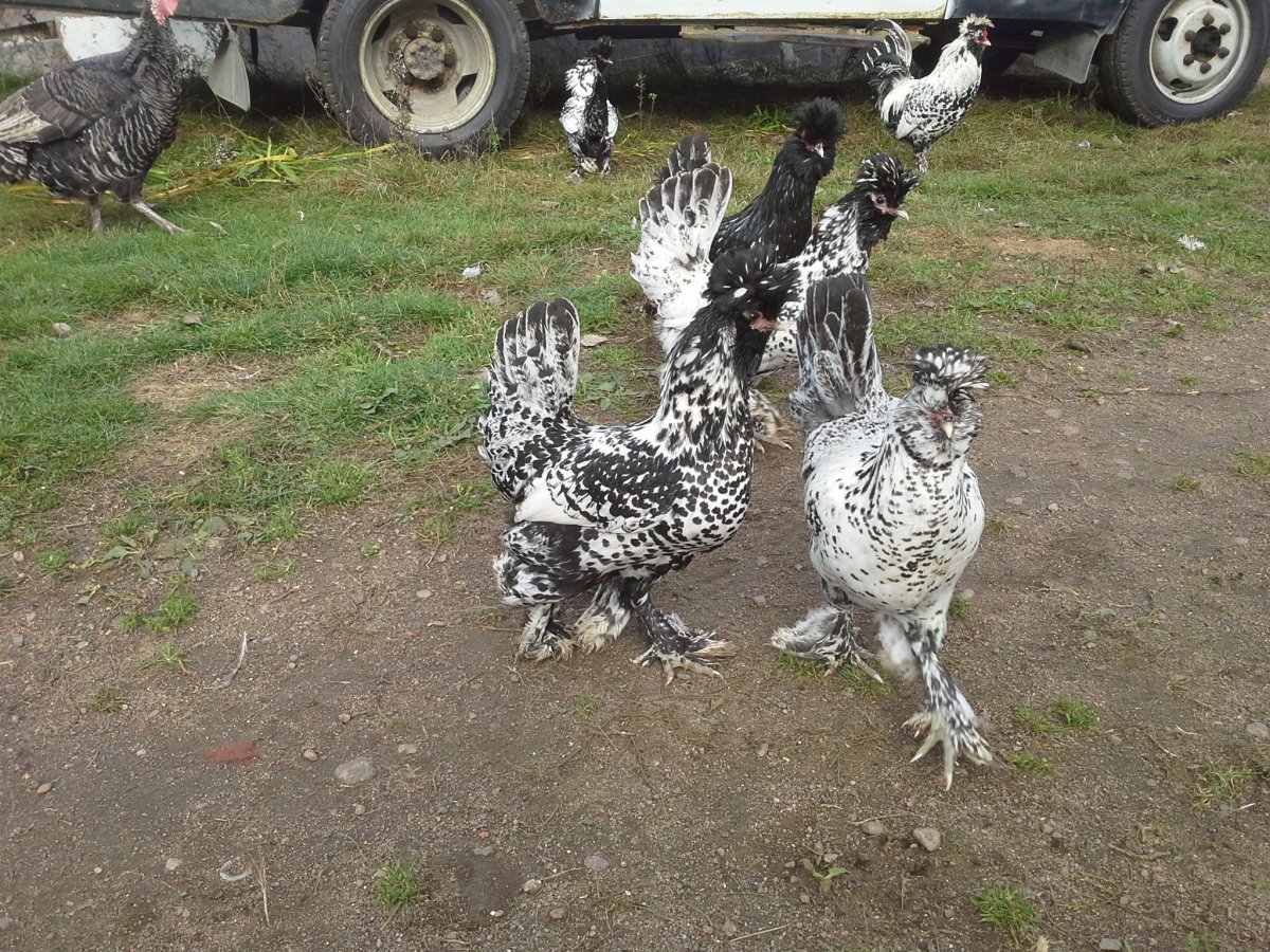 Киргизские серые куры