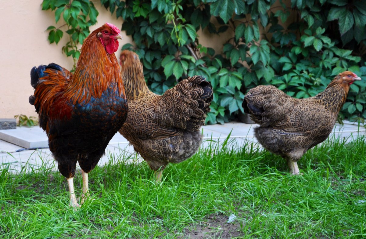 Пестрые куры