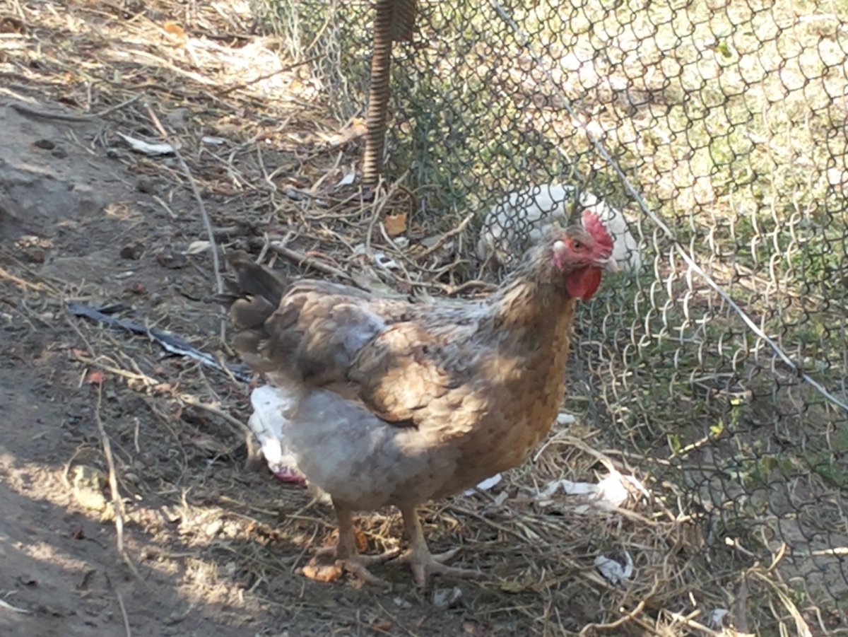 Куры породы Доминант