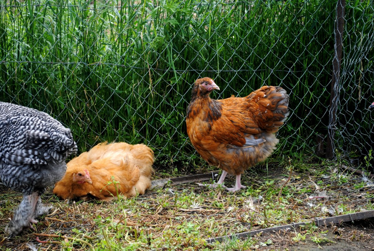 Порода кур Алхон