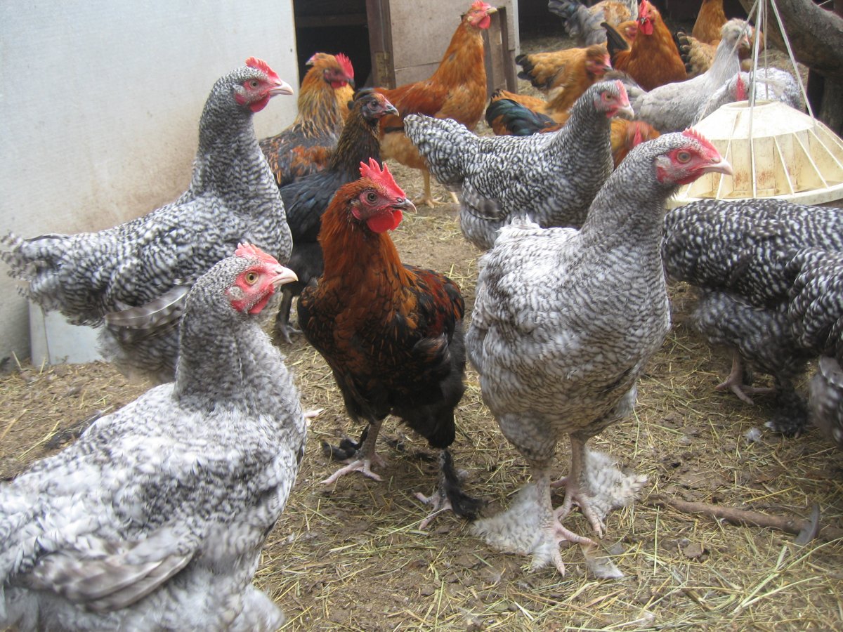 Мастер грей