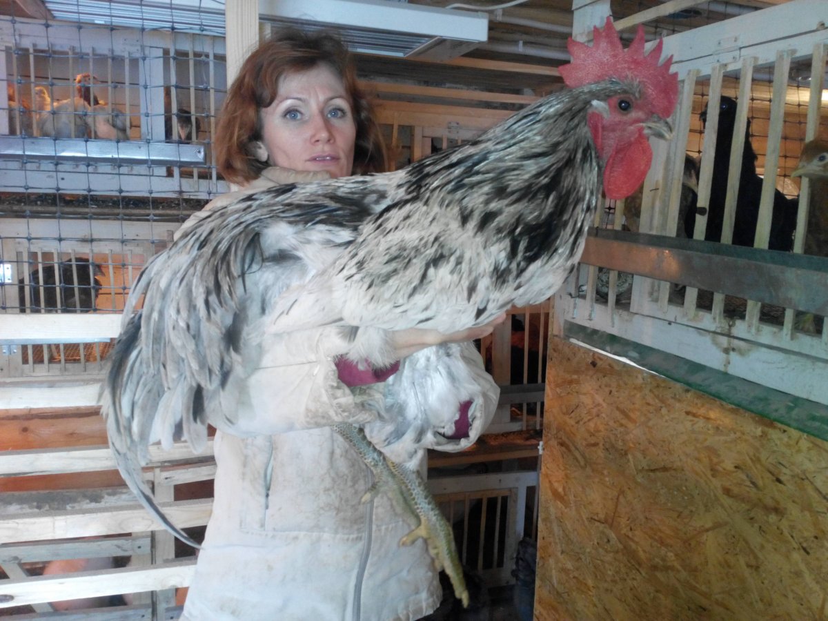 Куры породы Доминик