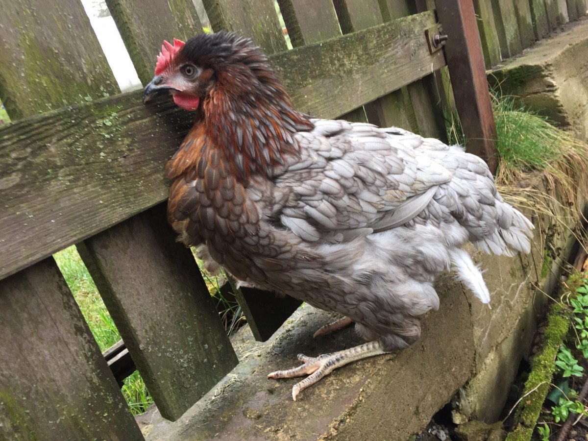 Фиолетовая птица курица