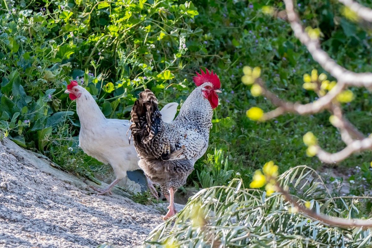 Птицы курица Тен