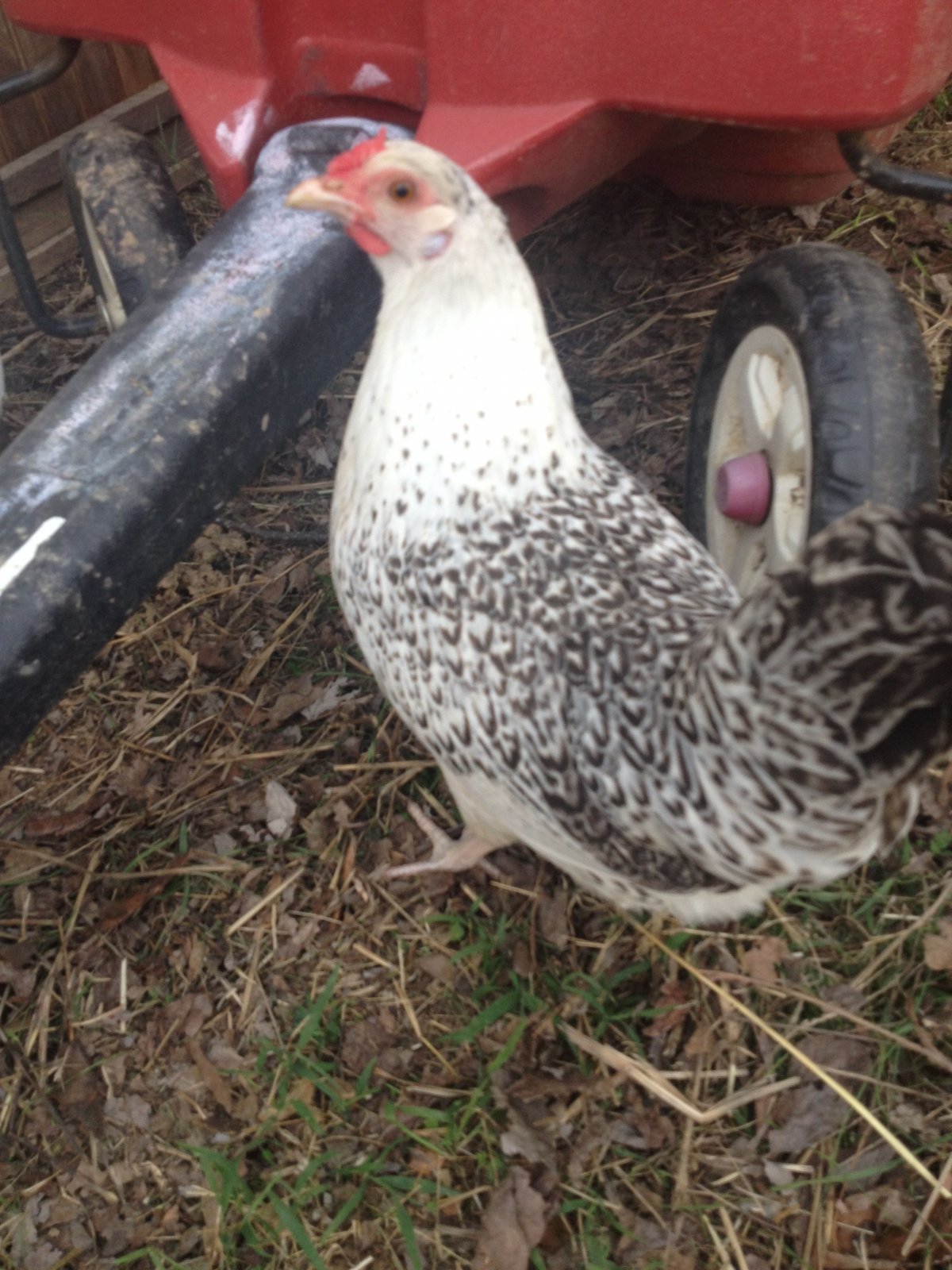 Пушкинская полосато-пестрая порода кур