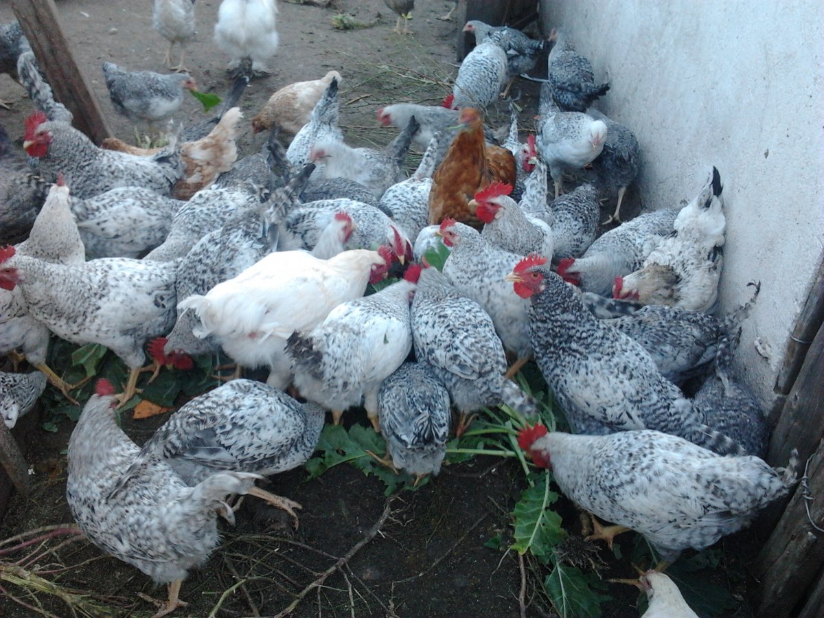 Порода петухов Делавер