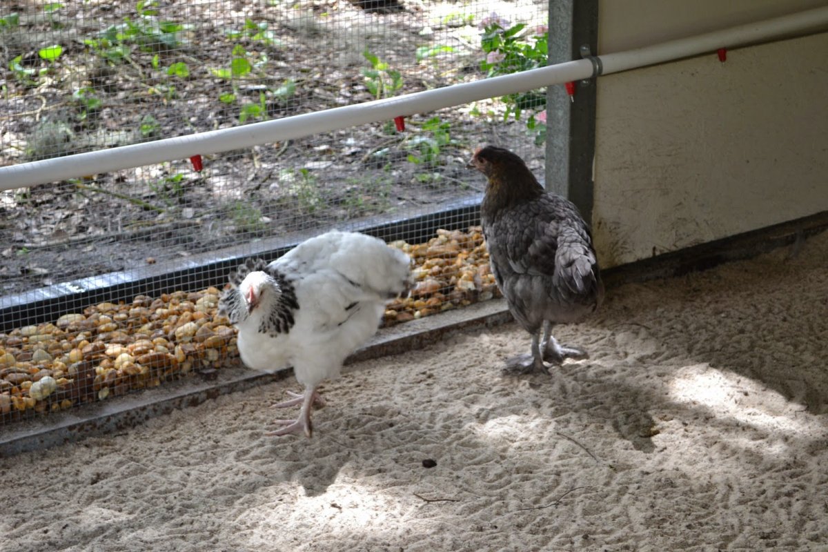 Джерсийский гигант куры и петухи