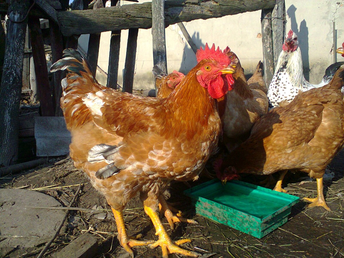 Бройлер мастер грей