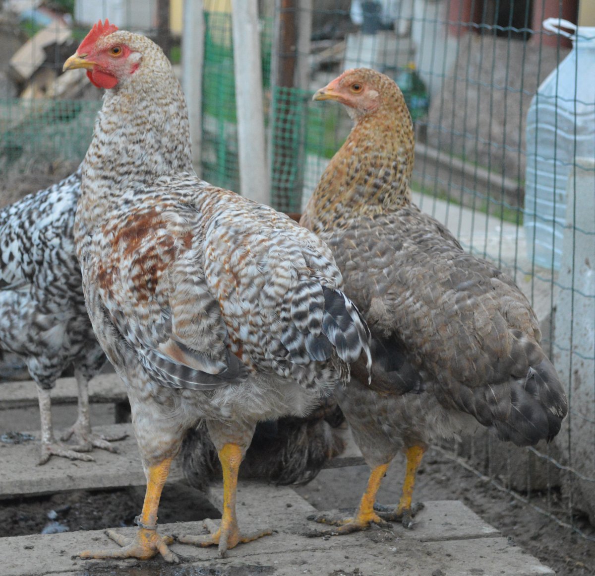 Куры Шабо фото