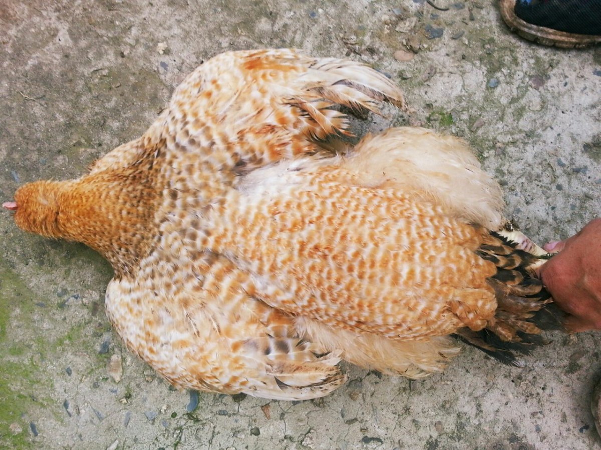 Амбер порода кур