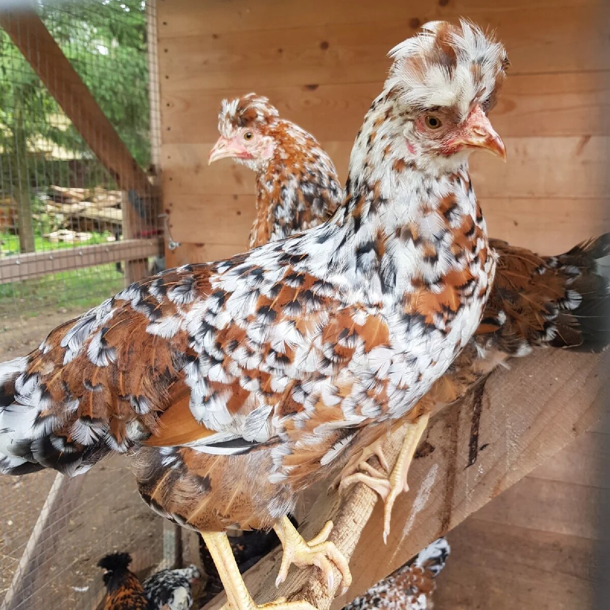 Хохлатый ситцевый