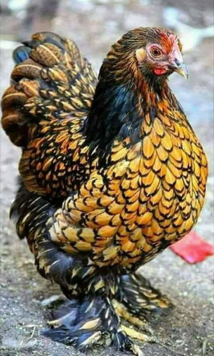 Бельгийская бородатая бентамка