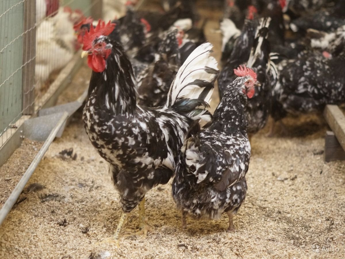 Бентамка ситцевая порода