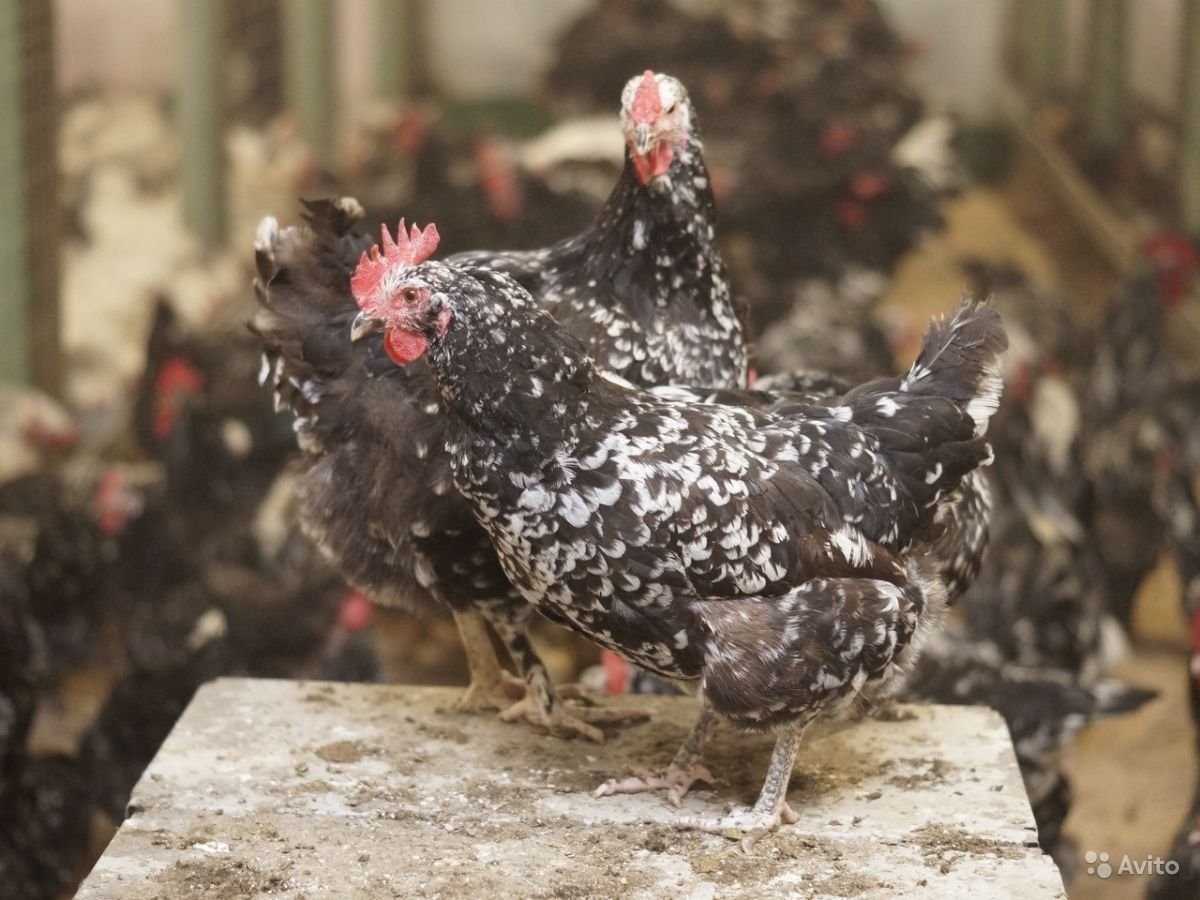 Ливенские куры черно пестрые