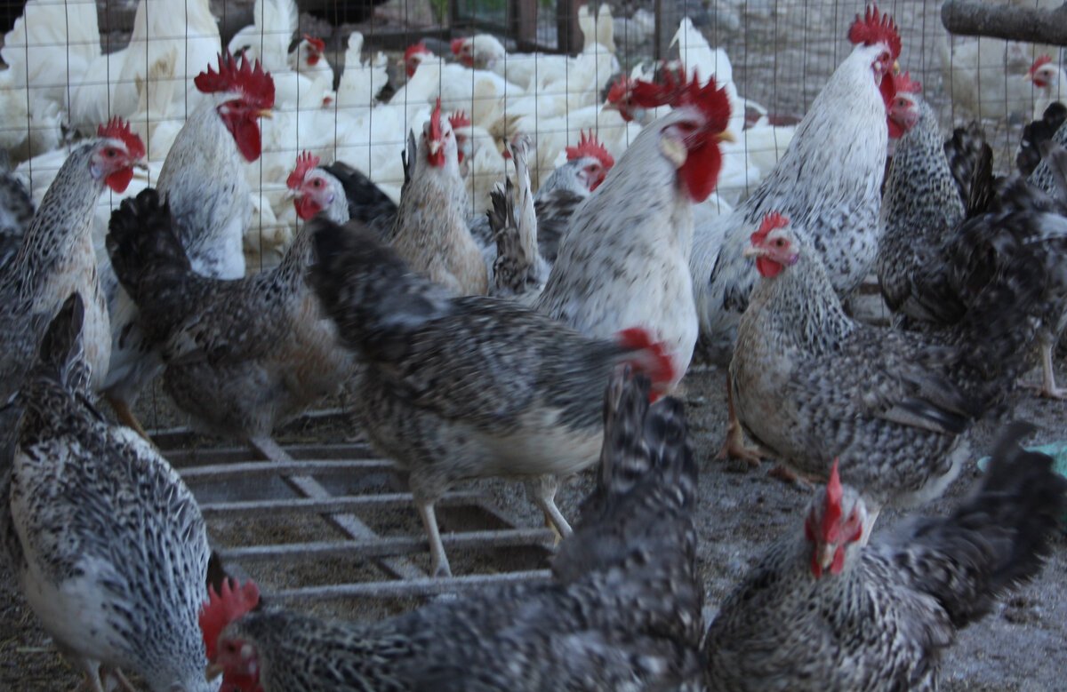 Ливенские ситцевые петухи