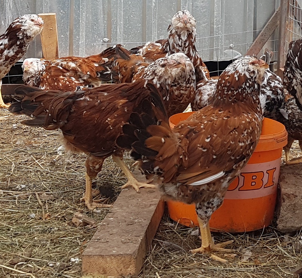 Ливенская ситцевая порода кур купить