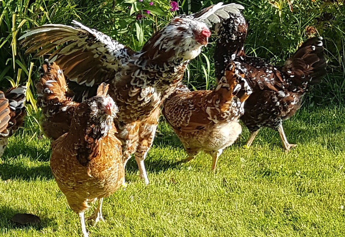 Ливенские куры