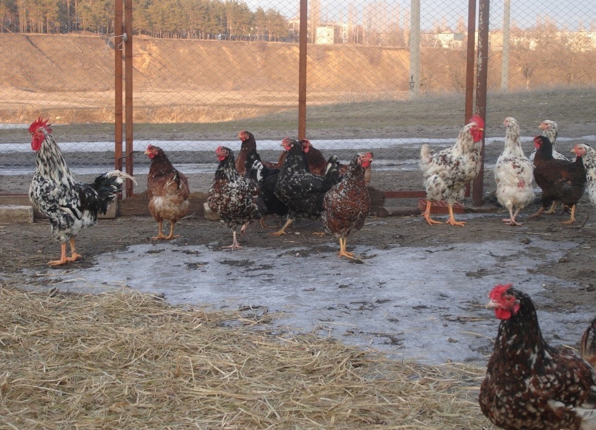 Ливенская пестрая