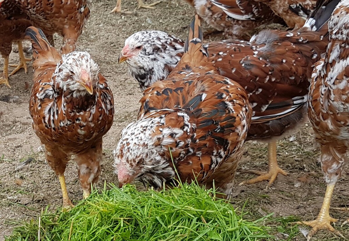 Орловские ситцевые куры