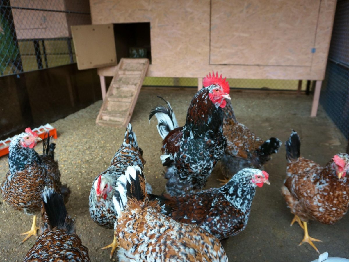 Загорская ситцевая курица