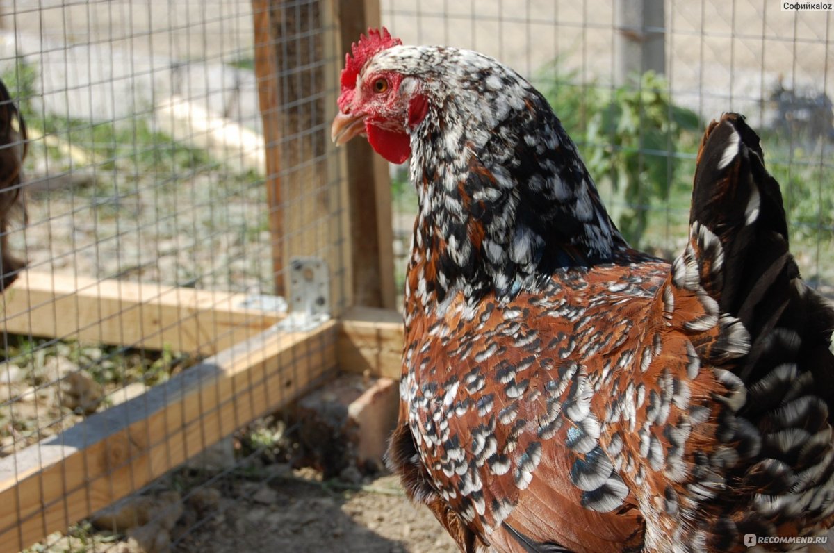 Ливенские куры